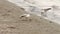 Flock of beautiful seagulls on remote sandy beach at evening. Waves on mediterranean sea