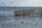 A flock of beautiful Thai seagulls, walking and flying around a bamboo sand fencing, in a river delta bank.