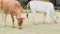 Flock beef cattle eating leaves grass from tree plant in tropical rural cattle farm. Countryside agriculture livestock. Animal and