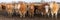 flock of beef cattle in the pasture in early spring