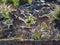 A flock of bighorn mountain sheep