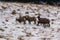 Flock of bighorn sheep