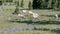 A flock of bighorn sheep ewes grazing on mt washburn in yellowstone