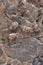 Flock of bighorn sheep (Ovis canadensis canadensis) on the rocky mountain slope, Banff National Park