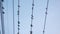 Flock of bird on electric wire at intersection in countryside. birds return home when sunset.