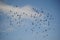 Flock of birds against the blue sky