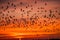 a flock of birds against an orange sunset sky generative ai