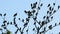 A flock of birds against the sky. Many birds are sitting on the tree