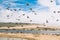 Flock of birds on the beach. Colony of seagulls and brown pelicans.