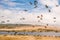 Flock of birds on the beach. Colony of seagulls and brown pelicans