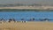 Flock of birds on the beach. Pelicans and seagulls. Guadalupe-Nipomo Dunes National Wildlife reserve, CA