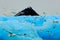 Flock of birds with beautiful blue ice. Black-legged Kittiwake, Rissa tridactyla, with ice glacier, iceberg, in background
