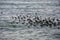 Flock of birds, black ducks, seagulls swimming in the sea, blue water, seascape
