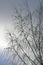 A flock of birds on the branches of birch. Waxwing. Winter january