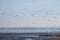 A flock of birds circling over a lake with industrial waste