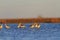 Flock of birds in a cold water