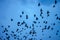 Flock of birds on dark blue sky background