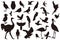 Flock of birds of different species, isolated on white background Silhouettes of birds