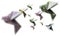 A flock of birds from Euro banknotes fly