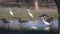 Flock of birds fishing in wetland