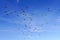 Flock of birds flapping wings flying against a blue sky background