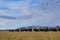 Flock of birds flies over a herd of domesticated bison in the U.S. Countryside