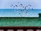 A flock of birds in flight above the roof of a Chinese temple