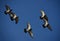 Flock of birds in flight - freedom