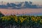 A flock of birds flying above a sunflower field at sunset against the colourful gradient colour of the sky