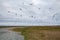 A flock of birds are flying around the grass on the roadside in Iceland