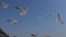 Flock of birds flying in the blue sky. A group of seagulls in flight close to the camera.