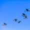 Flock of birds flying in the brilliant sky in Utah