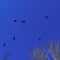 Flock of birds flying in the classic blue sky. Abstract background. Space for text