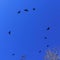 Flock of birds flying in the classic blue sky. Space for text