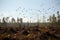 a flock of birds flying over a forest that has been cleared for farmland