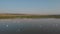 Flock of birds flying over marshland.