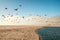 Flock of Birds Flying Over the Sea. Pacific Coast, California