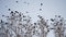 Flock of birds flying in the sky crows. Chaos surprise of death concept. Group of birds flying in the sky. black crows