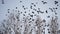flock of birds flying in the sky crows. chaos surprise of death concept. group of birds fright flying in the sky. black