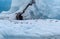 Flock of birds on the ice at Jokulsarlon Glacier Lagoon, Ring road, Iceland