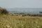 Flock of birds over the fields and meadows, with the cargo ship incoming to the harbour on the Danube river