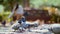 A flock of birds pecking bread  sunflower seeds. Pigeons begging for food.