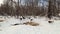 A flock of birds pecks the remains of the animal on the snow in the forest.