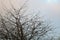 Flock of birds perched on a leafless tree against a cloudy sky