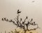 flock of birds perched on tree branch in wild setting, with hazy sky