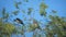 Flock of birds ravens in the summer sits on a tree. a flock of crows. A black bird. green lifestyle tree. birds crows in