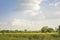 Flock of birds rice field