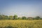 Flock of birds rice field