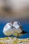 A flock of birds on the seashore. Sanderling, Calidris alba