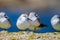 A flock of birds on the seashore. Sanderling, Calidris alba